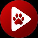 Icon Bear Player APK 2.20.34